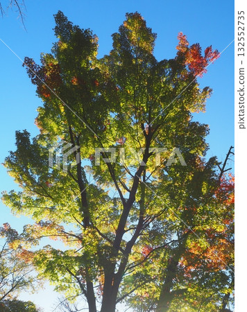 Autumn leaves beginning to change color in the morning sun (20251027065423) 132552735