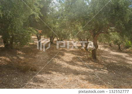 Cretan fields with olive trees during ripening in autumn before harvest. 132552777