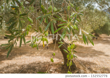 Branch of olive tree with small green olives in rays of Greek sun. 132552778