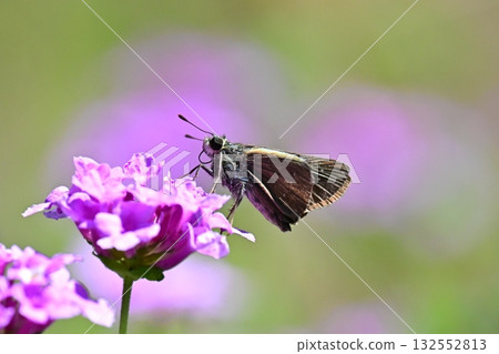 Skipper (small branded swift) 132552813