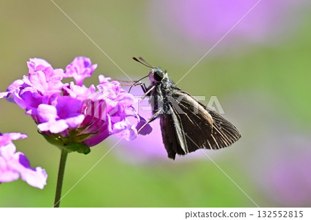 Skipper (small branded swift) 132552815