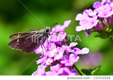 Skipper (small branded swift) Skipper (small branded swift) 132552816