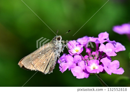 Skipper (small branded swift) Skipper (small branded swift) 132552818