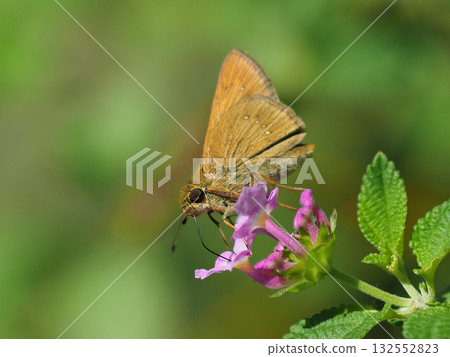 Skipper (small branded swift) Skipper (small branded swift) 132552823