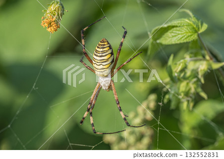 Argiope spider 132552831