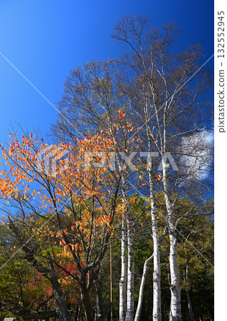 Cherry blossoms and birch trees with autumn leaves under a clear autumn sky Cherry blossoms and birch trees with autumn leaves under a clear autumn sky 132552945
