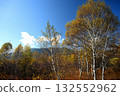 Autumn birch forest and blue sky 132552962