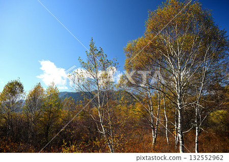 秋天的白樺林與藍天 132552962