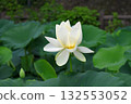 A single white lotus flower bloomed 132553052