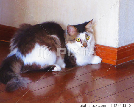 The adorable appearance of a striped calico cat The adorable appearance of a striped calico cat 132553360