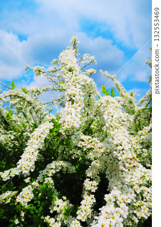 A lovely flower scene of spiraea in full bloom A lovely flower scene of spiraea in full bloom 132553469