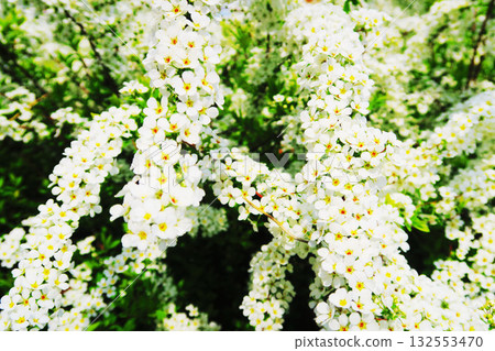 A lovely flower scene of spiraea in full bloom A lovely flower scene of spiraea in full bloom 132553470