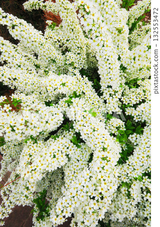 A lovely flower scene of spiraea in full bloom A lovely flower scene of spiraea in full bloom 132553472