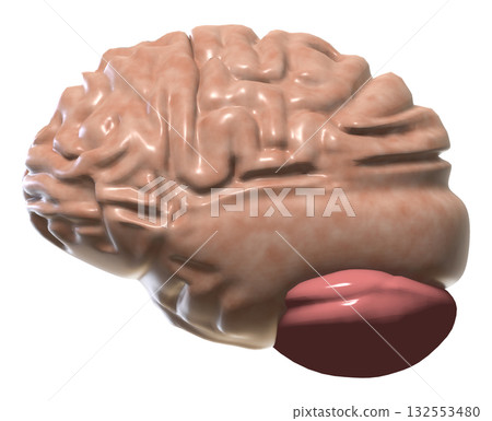 腦 腦 132553480