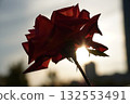 Sunset and red roses 132553491