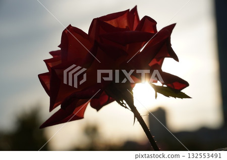 Sunset and red roses Sunset and red roses 132553491