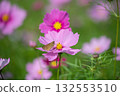 Autumn cosmos field and little butterflies (tender moments in nature) 132553510