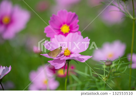 Autumn cosmos field and little butterflies (tender moments in nature) Autumn cosmos field and little butterflies (tender moments in nature) 132553510