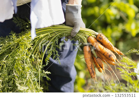 Woman harvesting vegetables in the field 132553511