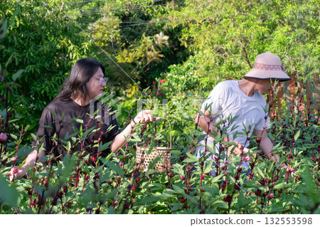 Two Thai LGBTQ friends harvesting roselle in a lush green garden during evening light expressing friendship connection love and harmony with peaceful natural lifestyle Two Thai LGBTQ friends harvesting roselle in a lush green garden during evening light expressing friendship connection love and harmony with peaceful natural lifestyle 132553598