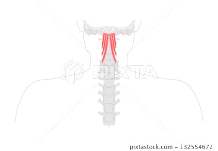 Longus capitis - anterior neck muscle shown in anatomy illustration, acts as weak flexor and lateral rotator 132554672