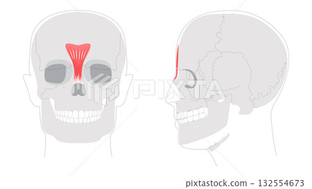 Procerus - Nasal muscle shown in anatomy diagram, responsible for drawing the skin between the eyebrows downward 132554673