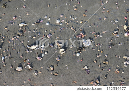 Seashell of a sandy beach Seashell of a sandy beach 132554677