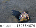 A shell that looks like a fish's face 132554679
