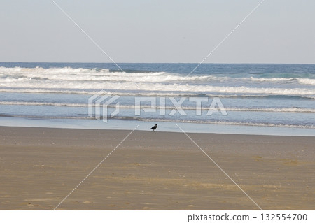 一隻烏鴉站在岸邊 一隻烏鴉站在岸邊 132554700