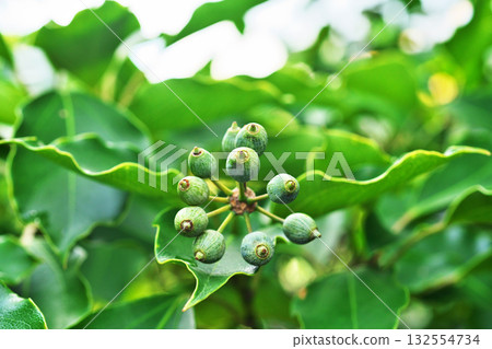 Green clover fruit (autumn, October) 132554734