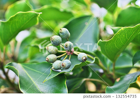 Green clover fruit (autumn, October) 132554735