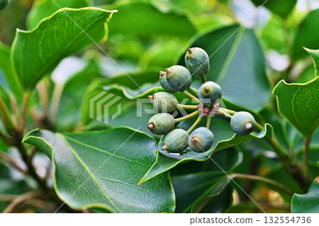 Green clover fruit (autumn, October) 132554736