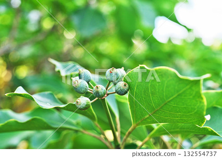 綠色 kakuremino 水果（秋季、十月） 132554737