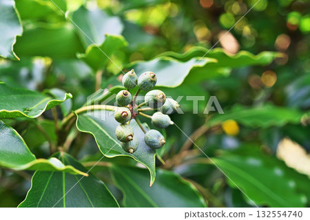 Green clover fruit (autumn, October) Green clover fruit (autumn, October) 132554740