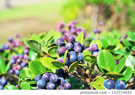 A raphiolepis umbellata tree with lots of fruit (autumn, October) 132554842