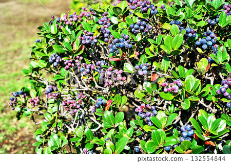 一棵結滿果實的繖形拉菲奧萊皮斯樹（秋季，十月） 132554844