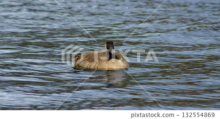 Duck Floating on Blue Water in Natural Lake 132554869
