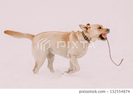 Funny Labrador Dog Playing Running Outdoor In Snow, Winter Season. Playful Pet Outdoors Funny Labrador Dog Playing Running Outdoor In Snow, Winter Season. Playful Pet Outdoors 132554874