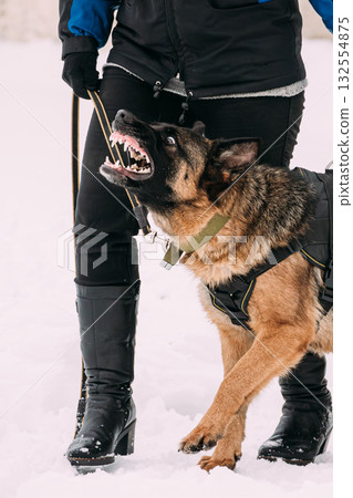 Training Of Purebred German Shepherd Adult Dog Or Alsatian Wolf Dog. Attack And Defence 132554875