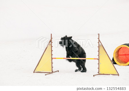 Funny Young Black Giant Schnauzer Or Riesenschnauzer Dog Training Outside At Winter Season. Dog Jumping Through barrier In Snow During Agility Dog Training At Winter Season. Funny Young Black Giant Schnauzer Or Riesenschnauzer Dog Training Outside At Winter Season. Dog Jumping Through barrier In Snow During Agility Dog Training At Winter Season. 132554883