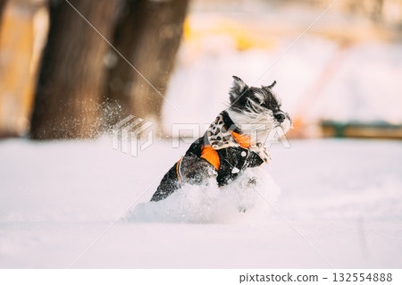 Miniature Schnauzer Dog Or Zwergschnauzer Sitting In Outfit Playing Fast Running In Snow At Winter Day Miniature Schnauzer Dog Or Zwergschnauzer Sitting In Outfit Playing Fast Running In Snow At Winter Day 132554888