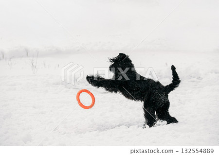 Black Giant Schnauzer Or Riesenschnauzer Dog Playing With Ring Outdoor In Snow, Winter Season. Playful Pet Outdoors. 132554889
