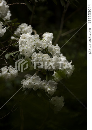白色杜鵑花 白色杜鵑花 132555044