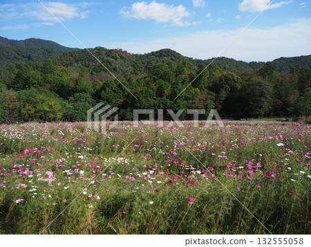 Cosmos blooming in Arashiyama - Takao Parkway Cosmos blooming in Arashiyama - Takao Parkway 132555058