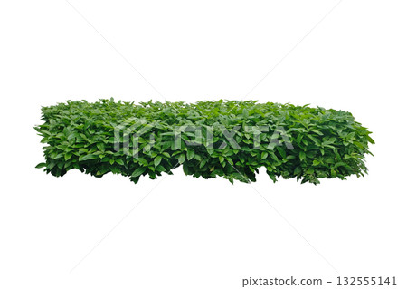 green bush green bush 132555141