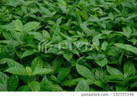 green leaves after garden on fresh foliage green leaves after garden on fresh foliage 132555148