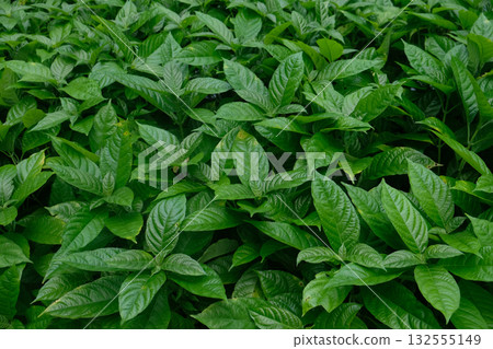 Close-up of green leaves after garden on fresh foliage Close-up of green leaves after garden on fresh foliage 132555149