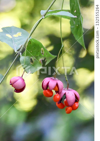 韓國衛矛 韓國衛矛 132555264