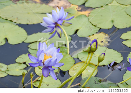 熱帶睡蓮 132555265