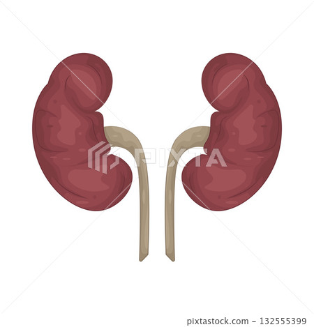 Illustration of kidney Illustration of kidney 132555399